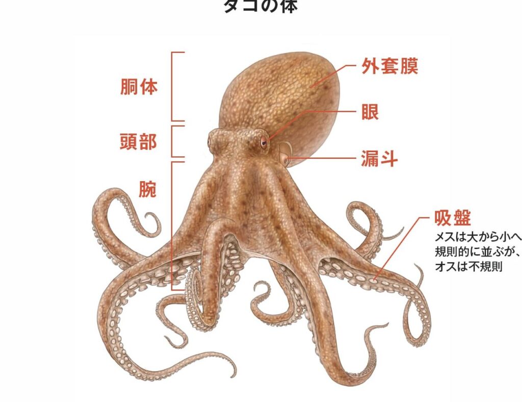 タコの心臓はいくつ？その構造と役割を解説