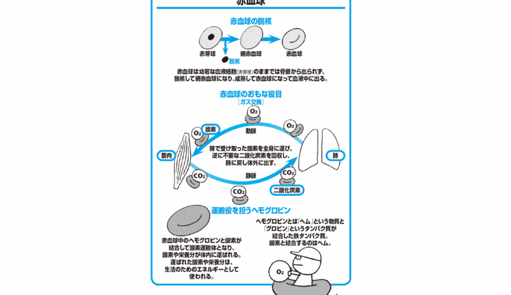 ヘモグロビンの危険な値はいくつか知ろう