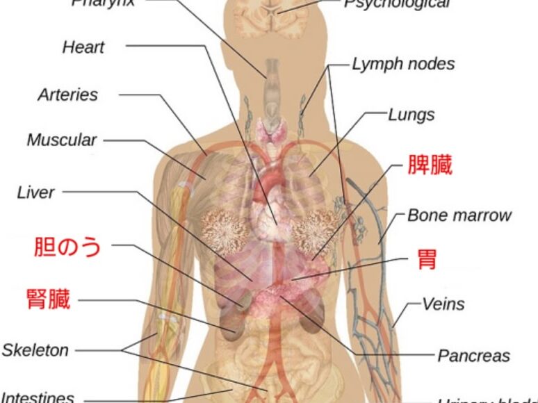 人間の臓器はいくつあるのか？全78の臓器を解説